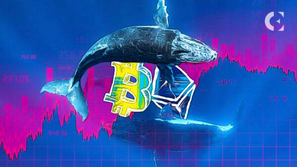 比特币鲸鱼狂欢：28,000 BTC投入“超级持有”